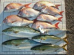 釣果