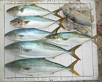 釣果