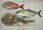 釣果