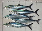 釣果