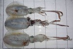釣果