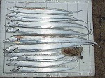 釣果