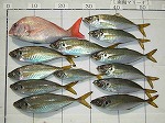 釣果