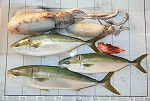 釣果