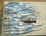 釣果