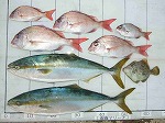 釣果