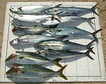 釣果