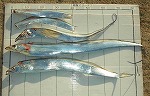 釣果