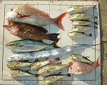 釣果