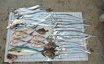 釣果