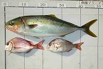釣果