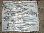釣果