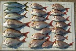 釣果