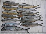 釣果