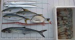 釣果