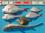 釣果