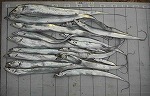 釣果