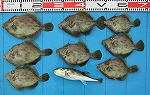 釣果