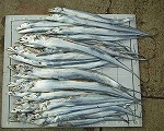 釣果
