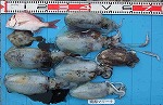 釣果