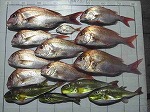 釣果