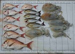 釣果