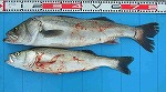 釣果