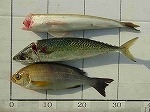 釣果