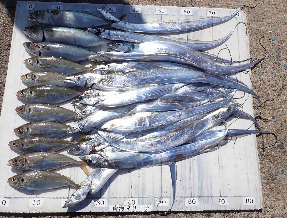 2025.11.16 ﾏｰｼｬﾙﾌﾞﾙｰさん