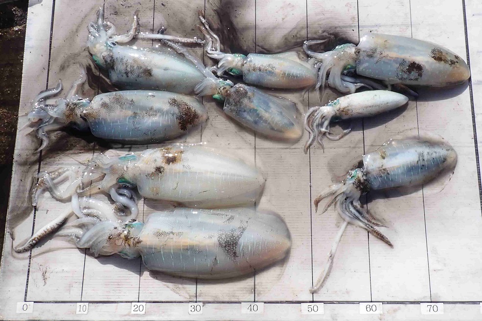 2025.11.16 ちびﾗﾒｰﾙさん