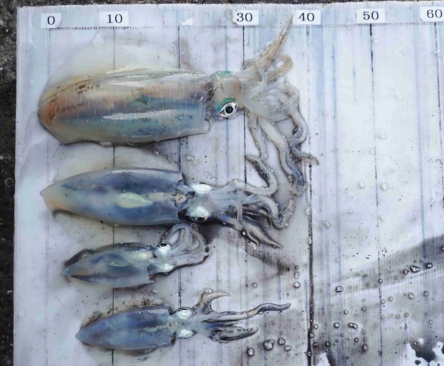 2025.11.16 PAUHIさん