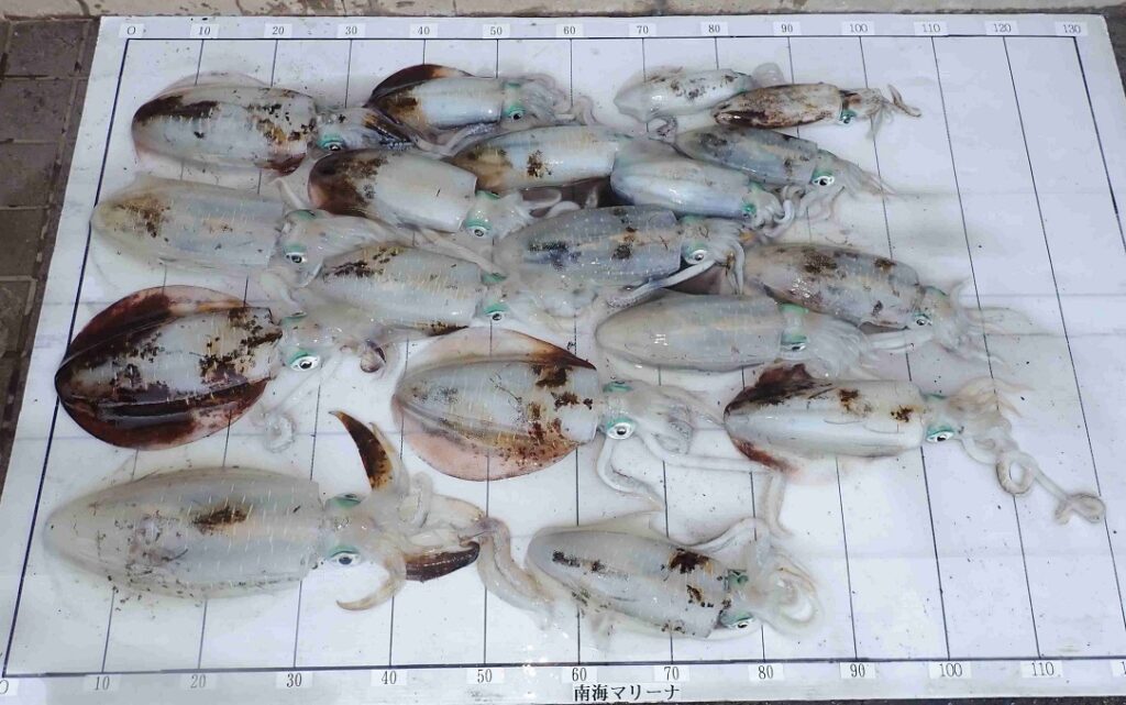 2025.11.16 心結丸さん