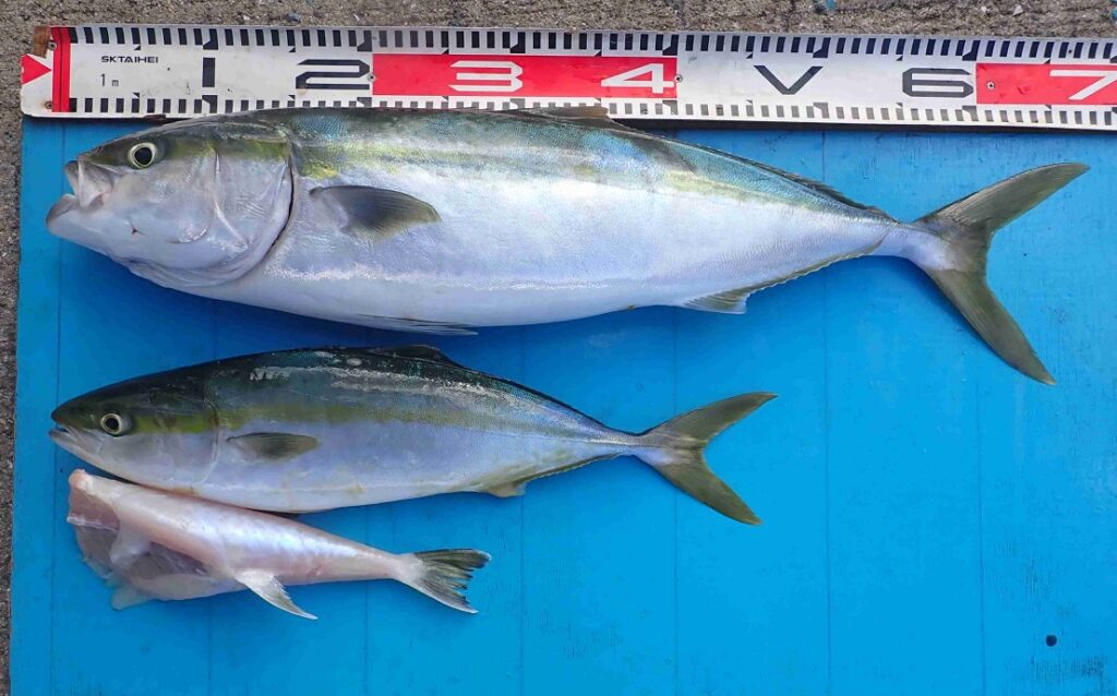 2025.11.1 OIYANMARUさん