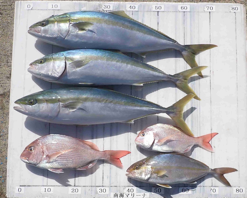 2025.11.1 BLACK CORALさん