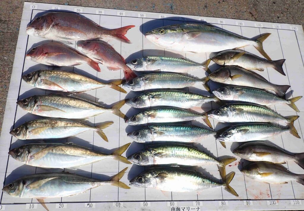 2025.11.23 ﾎﾞﾗﾝﾎﾞﾗﾝさん