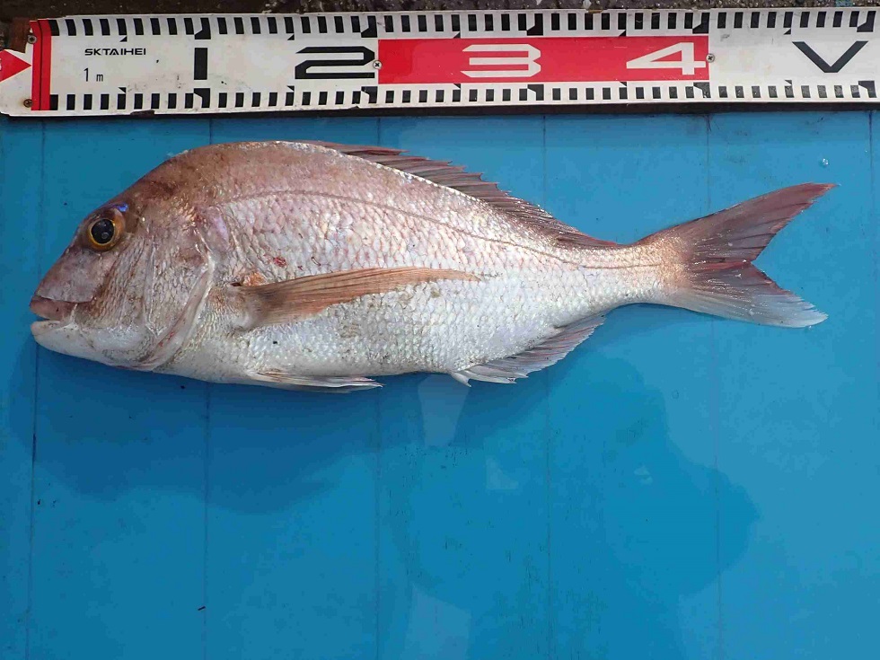 2025.11.2 ｻﾎﾞｲｱさん