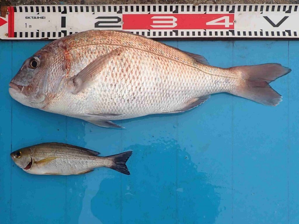 2025.11.2 PAUHIさん