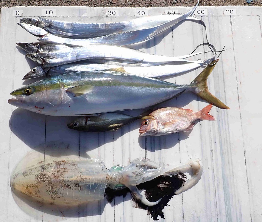 2025.11.30 ﾏｰｼｬﾙﾌﾞﾙｰさん