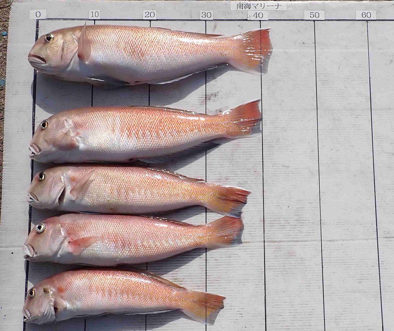 2025.11.8 ﾄﾞﾘｰﾑさん