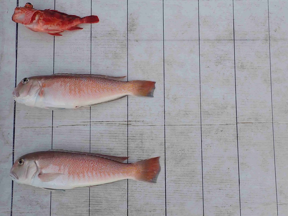 2026.2.14 海誠丸さん