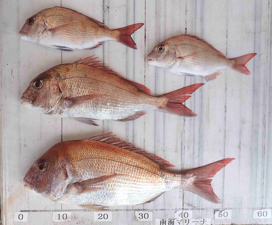 2026.3.1 心結丸さん