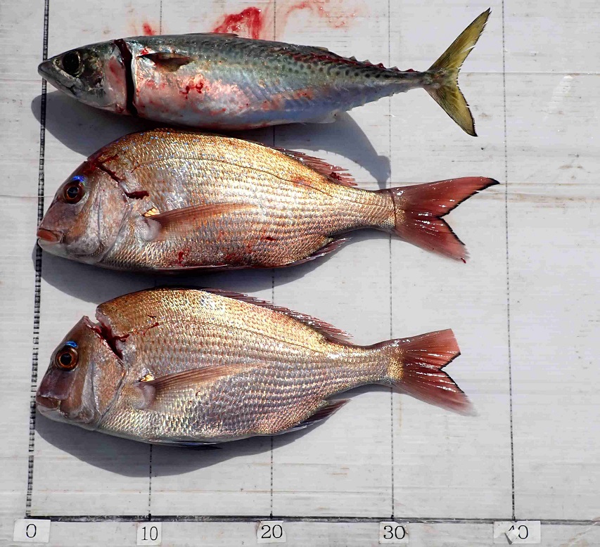 2026.3.20 Massenaさん