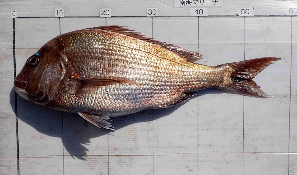 2026.3.20 ﾀｶﾅさん