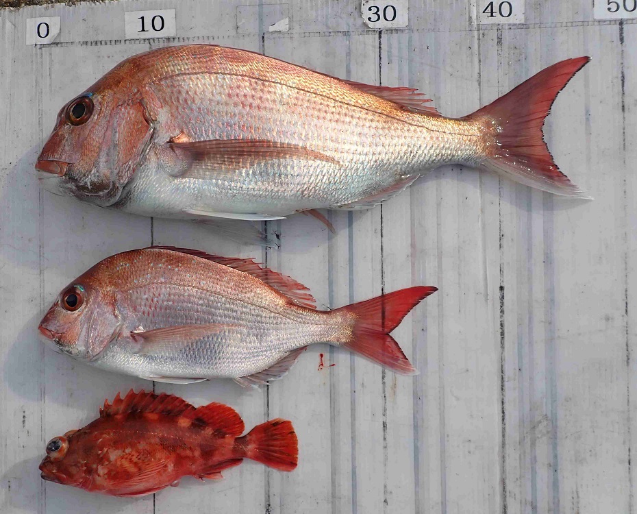 2026.3.22 ｼｰﾊﾝﾀｰさん