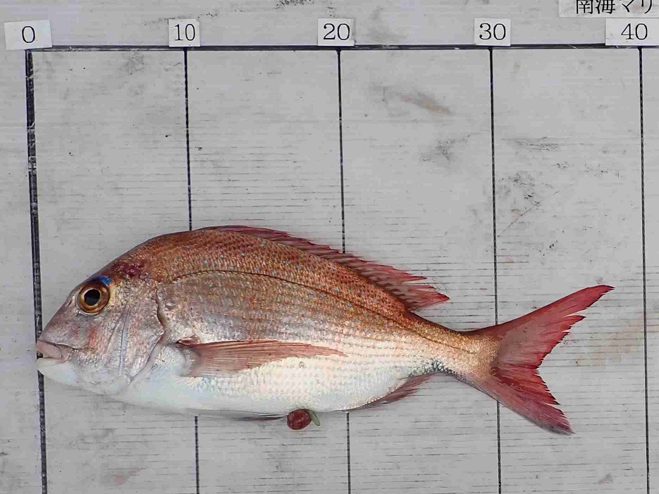 2026.3.22 PAUHIさん