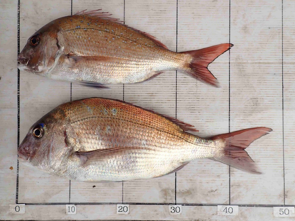 2026.3.22 心結丸さん