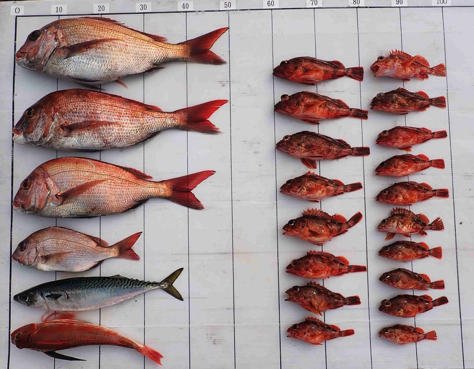 2026.3.29 ｼｰﾊﾝﾀｰさん