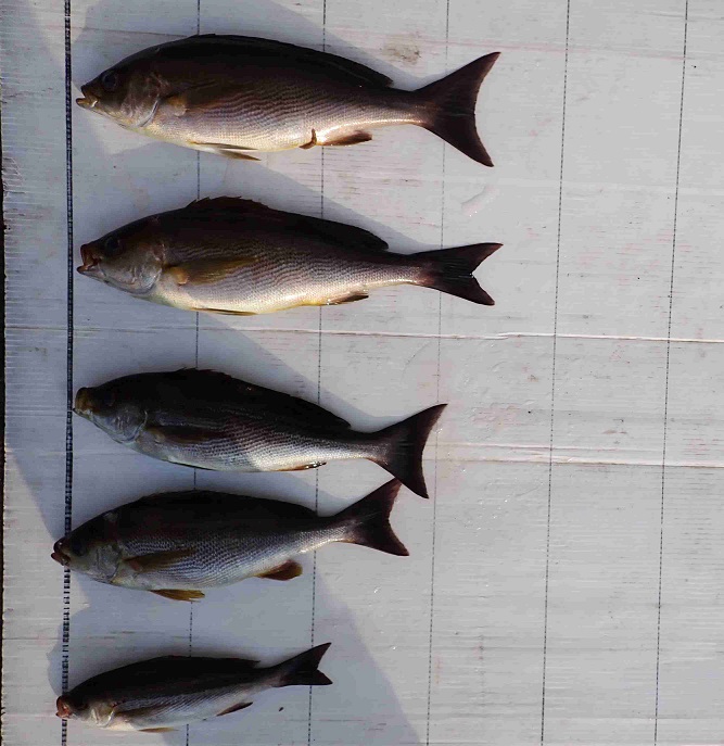 2026.3.29 NANAIRO SUNRAISEさん