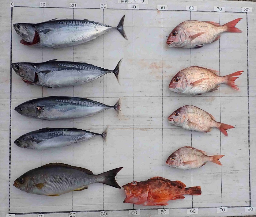 2026.3.29 blennyさん