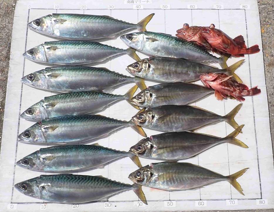 2026.4.11 ﾎﾞﾗﾝﾎﾞﾗﾝさん